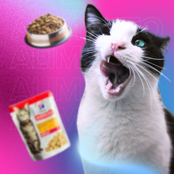 Alimento para gatos