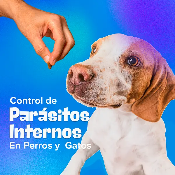 Control de Parásitos Internos en Perros y Gatos