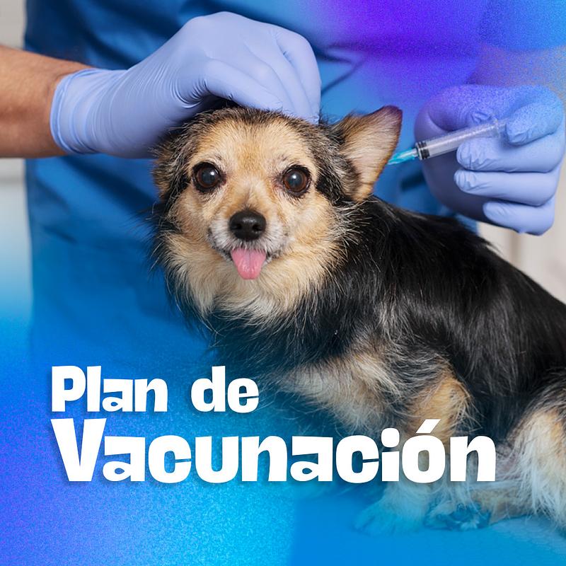 Plan de vacunación en perros