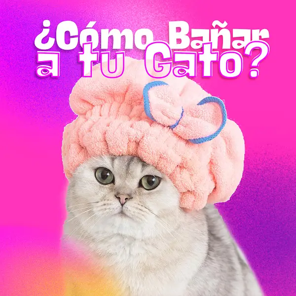 ¿Cómo asear un gato?