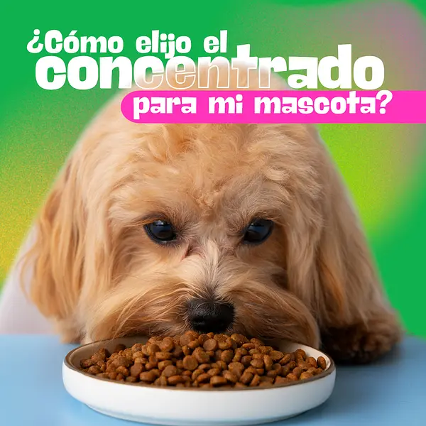 ¿Cómo elegir concentrado para mi mascota?