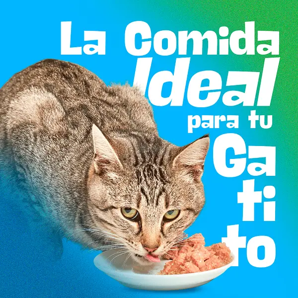 ¿Cómo elegir la comida para mi gato?
